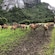 A herd of deer at Nave Deer Farm in Maloy, Norway